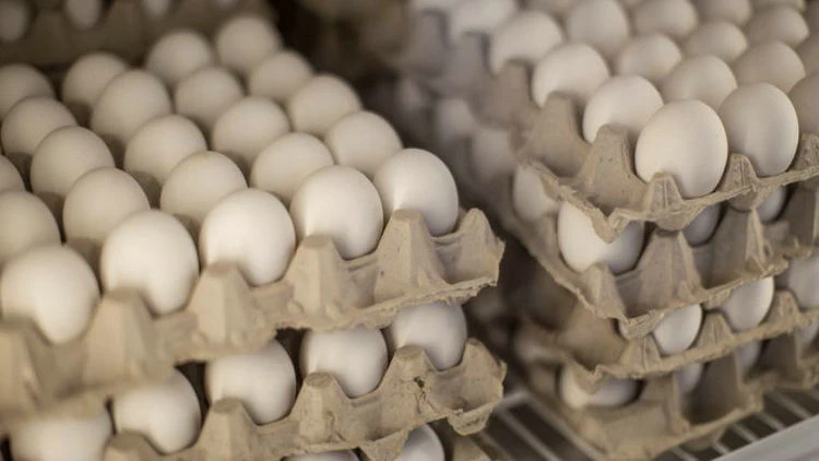 egg light for babies