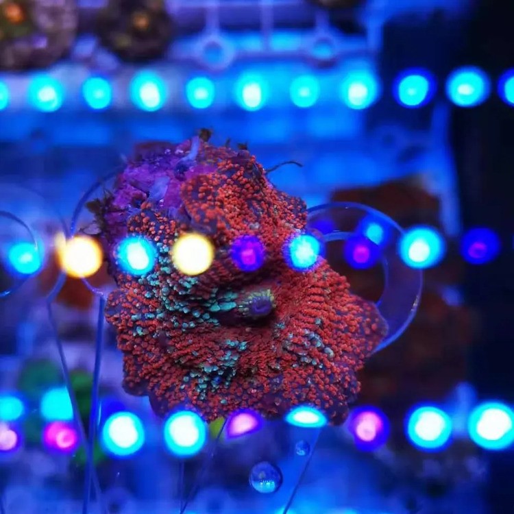 IP65 Waterproof Led Aquarium Lighting 4 IP65 Waterproof Led Aquarium Lighting 4